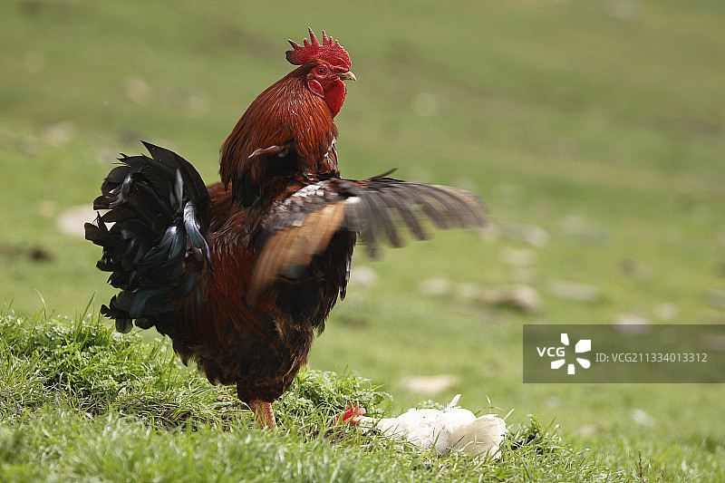 西班牙里奥哈的振翅公鸡图片素材
