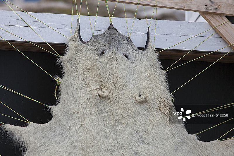 在格陵兰岛伊卢利萨特晾晒的北极熊皮图片素材
