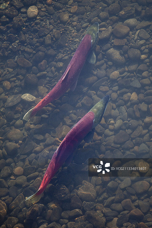 在加拿大不列颠哥伦比亚省逆流而上的红鲑鱼图片素材