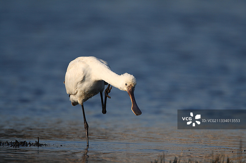 在法国菲尼斯泰尔省，幼年欧亚琵鹭在挠痒图片素材