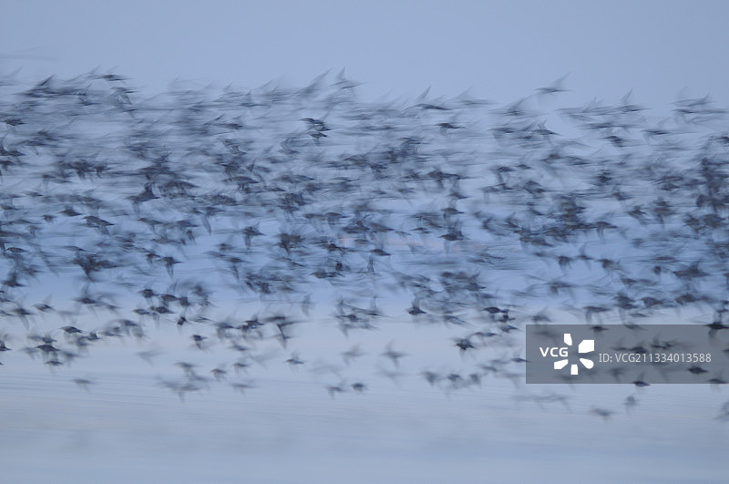 夏季傍晚在法国海滨飞行的矶鹬图片素材