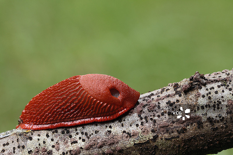 夏季法国，一块木头上的红蛞蝓图片素材