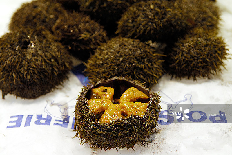 法国特鲁维尔鱼市场上的海胆图片素材