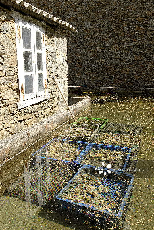 英国和法国贝隆牡蛎图片素材