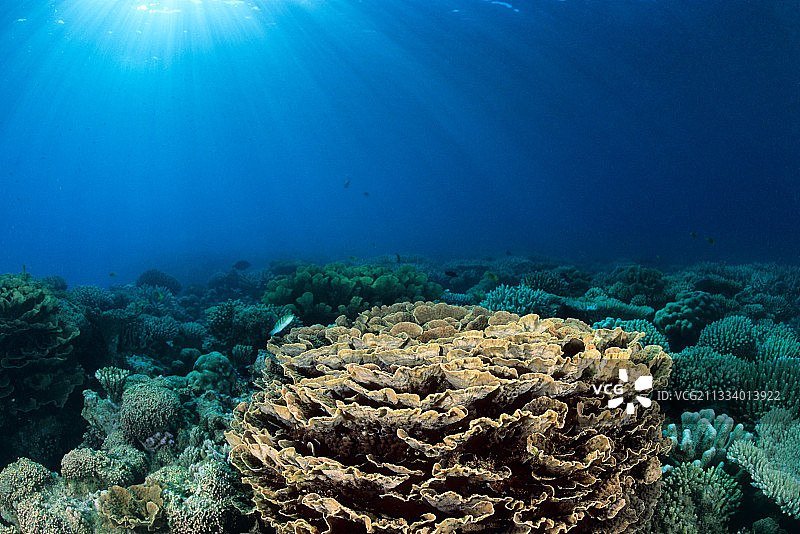 马约特岛玫瑰形珊瑚礁图片素材