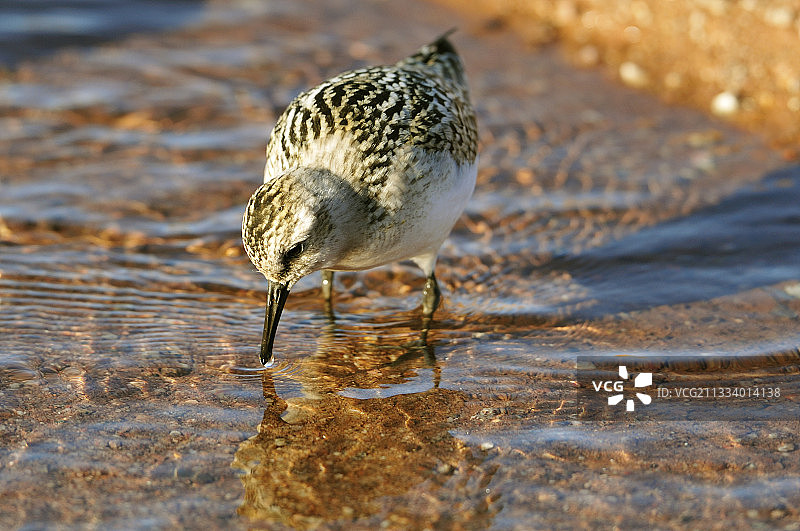 格陵兰岛上觅食的滨鹬图片素材