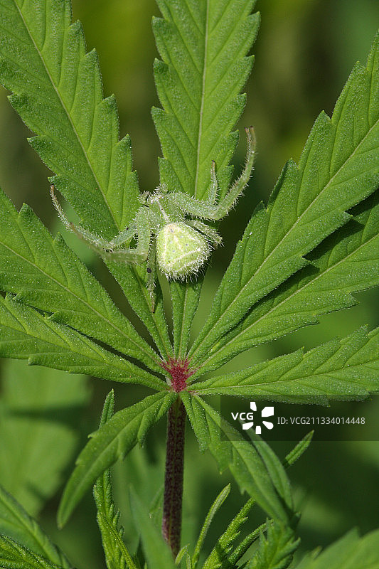 蟹蛛在麻叶上守望图片素材