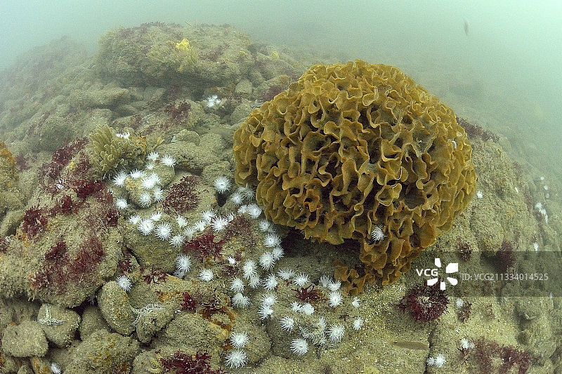 奥莱龙岛附近的海葵和苔藓虫图片素材