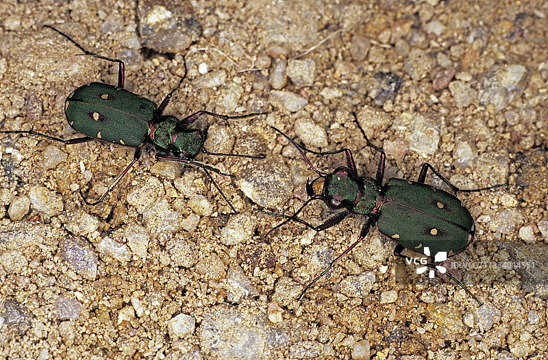 法国两只绿虎甲虫的求偶图片素材