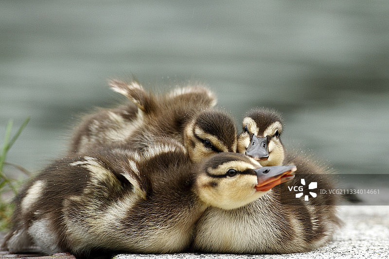 冰岛的绿头鸭幼崽图片素材