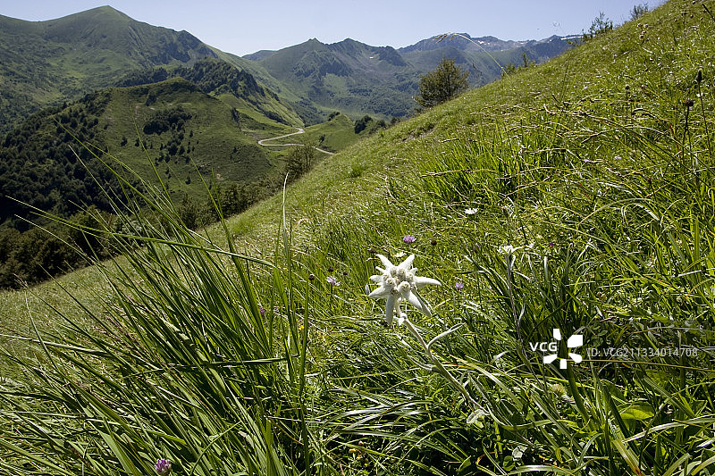 法国比利牛斯山脉草甸上的雪绒花图片素材