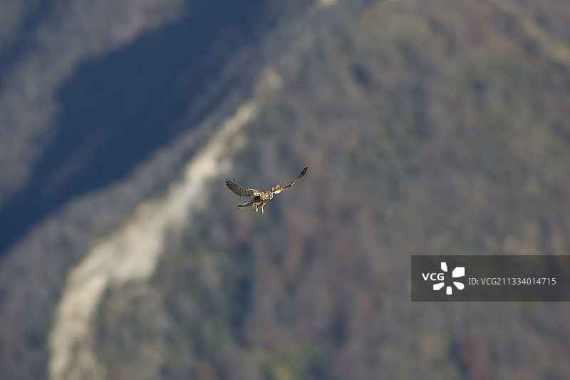 红隼在比利牛斯山脉（法国）盘旋图片素材