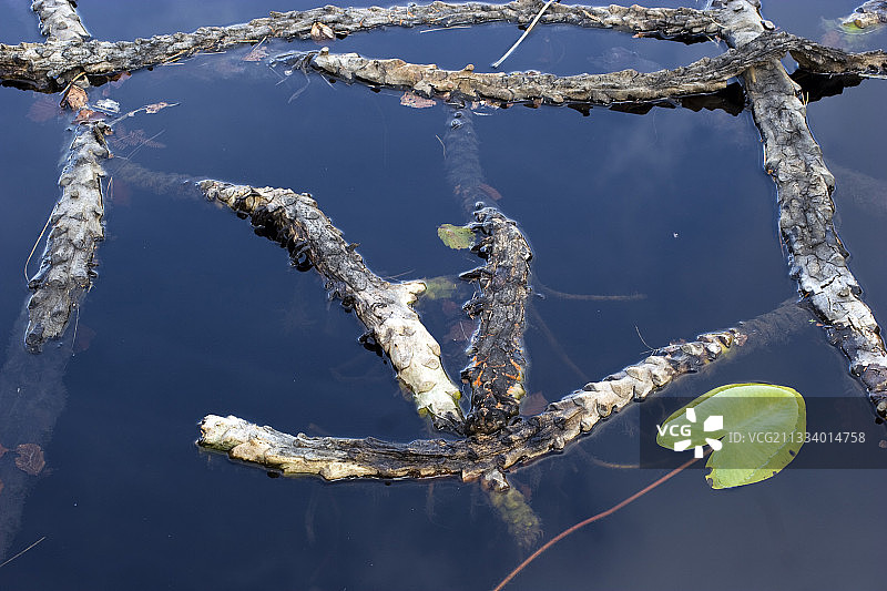 法国比利牛斯山脉沼泽中的睡莲叶图片素材