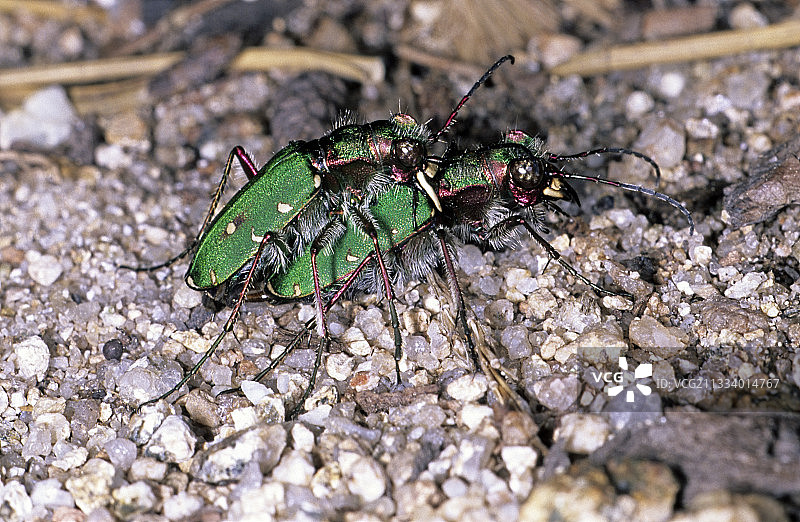 交配中的绿色虎甲虫，法国图片素材
