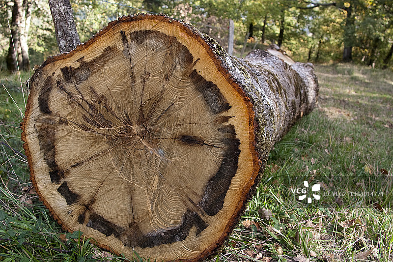法国比利牛斯山脉地面的橡木图片素材