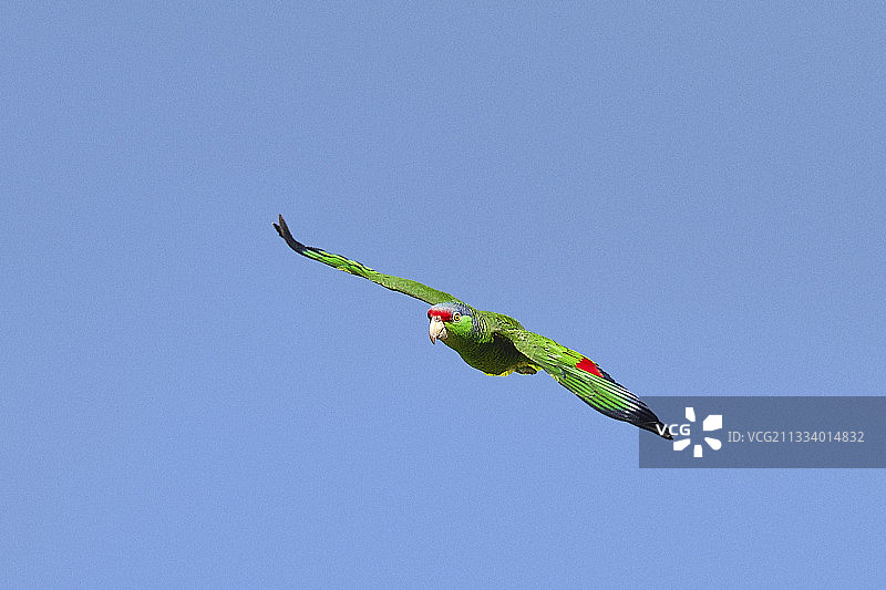 飞往法国的绿颊亚马逊鹦鹉图片素材