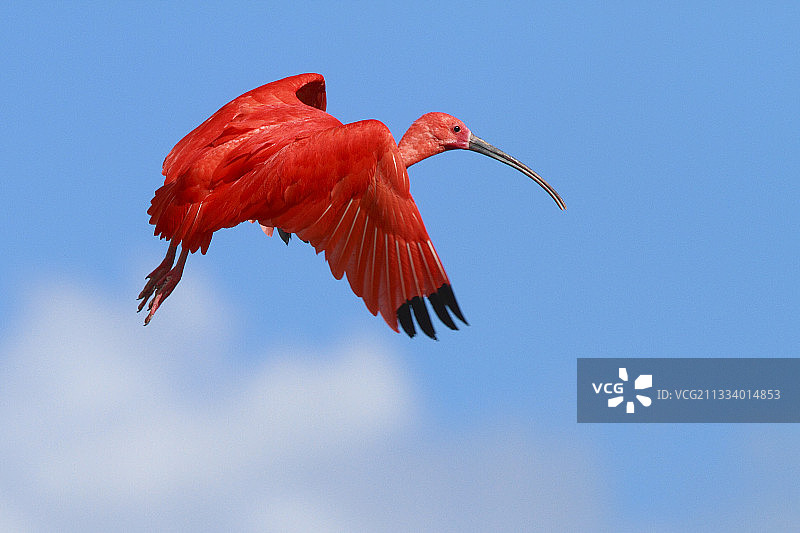 在法国飞行的猩红朱鹭图片素材