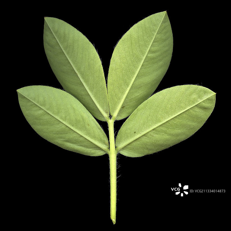 叶子背面图片素材