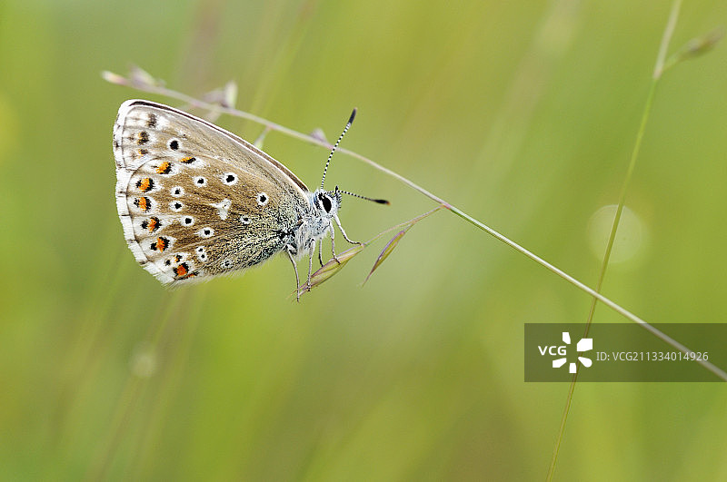 洛特省马特尔高原上的阿格斯蓝泉图片素材