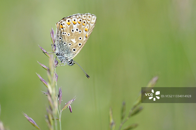 洛特省马特尔高原上的欧若拉灰蝶图片素材