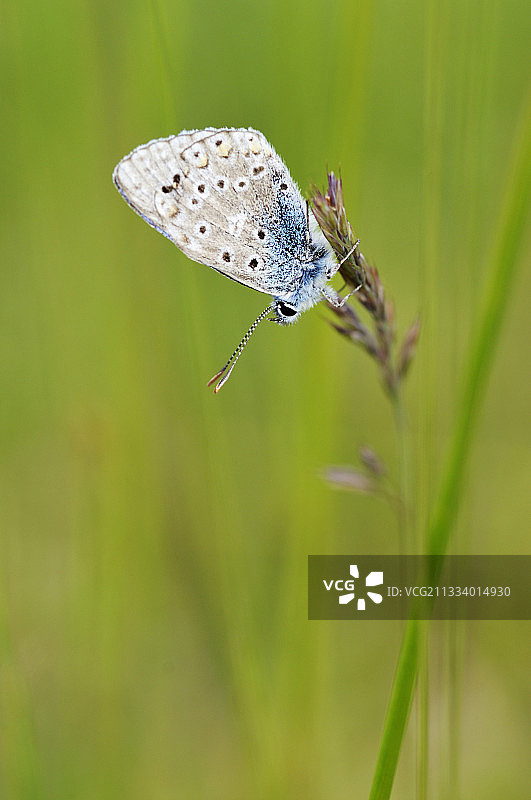 洛特省马特尔高原上的欧若拉灰蝶图片素材