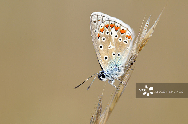 法国洛特省Causse Martel草地上的一只丘粉蝶图片素材