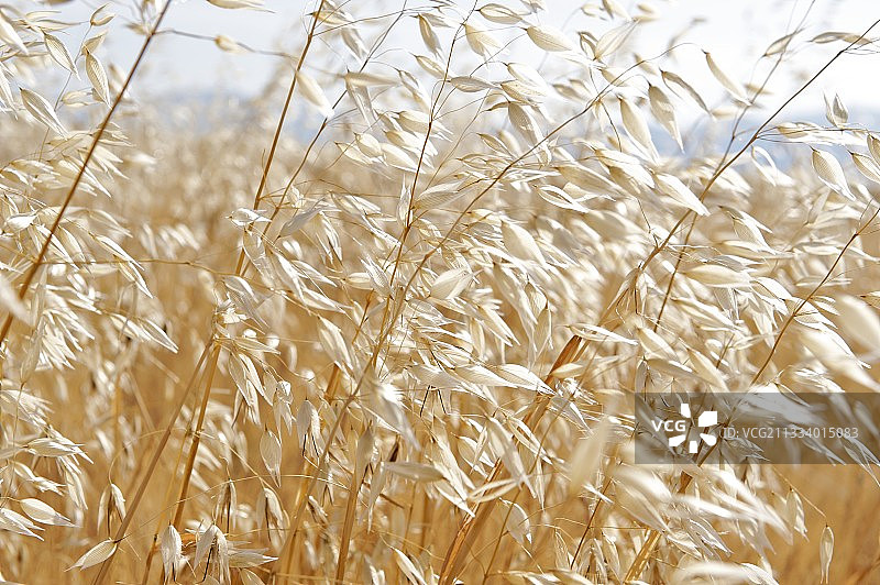 法国风中的燕麦穗图片素材