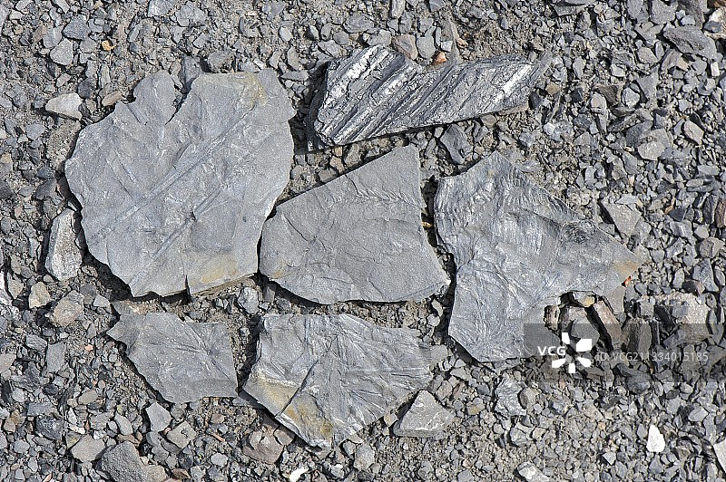 巨型木贼蕨类植物化石，法国煤矸石堆图片素材