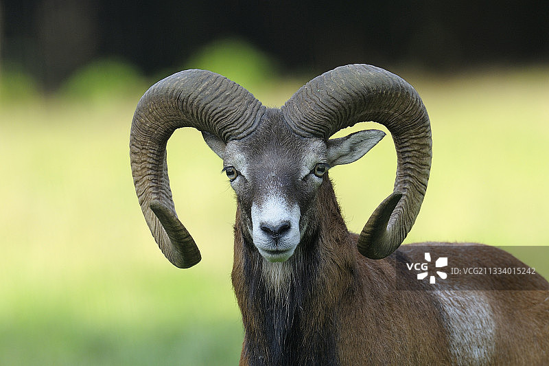 德国黑森州夏季雄性摩弗伦羊的肖像图片素材