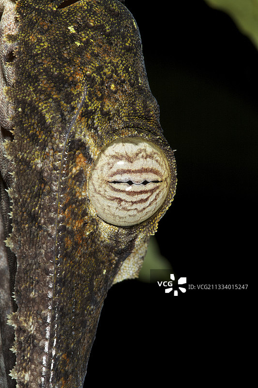 不寻常的伪装：与树木颜色不匹配的生物图片素材