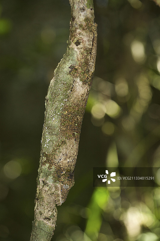 马达加斯加树上的叶尾壁虎图片素材