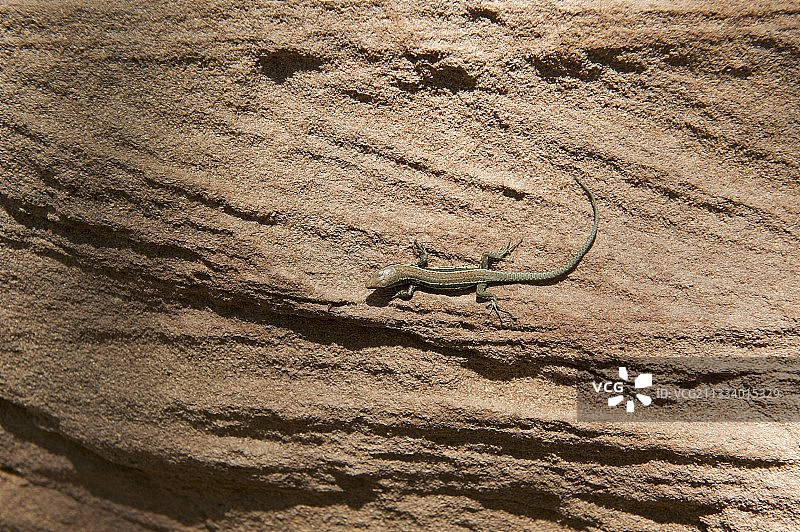 法国孚日洛林砂岩上的蜥蜴图片素材