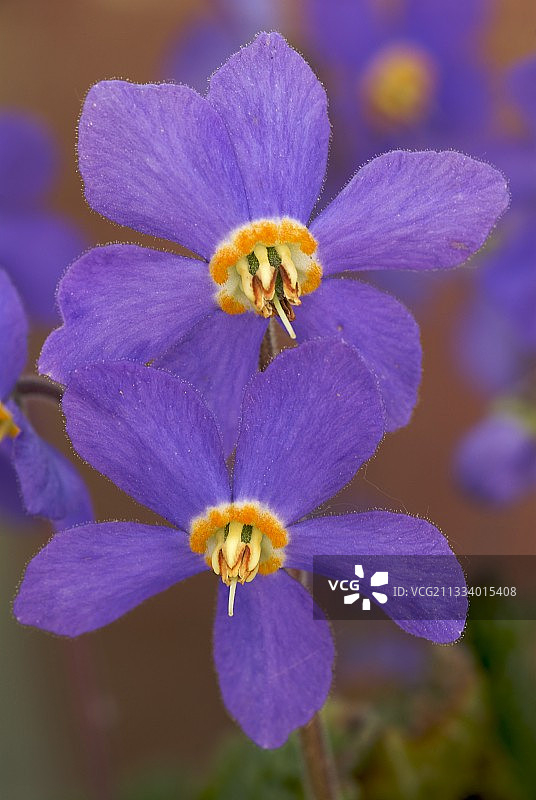 法国比利牛斯山紫罗兰花图片素材
