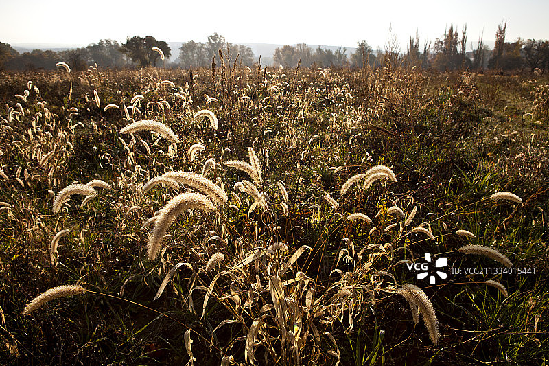 法国普罗旺斯秋天的草地图片素材