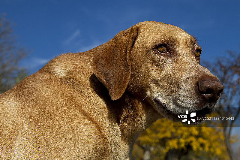法国的混种犬肖像图片素材