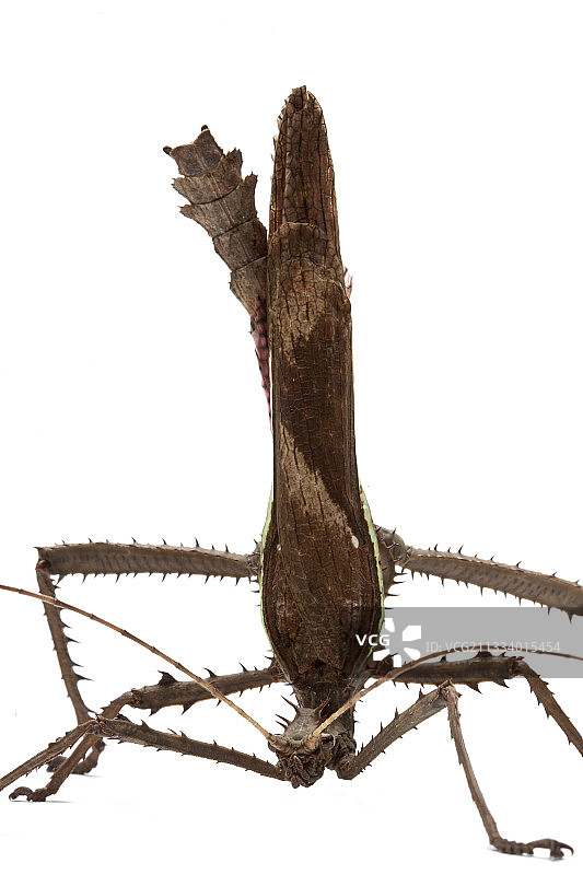 防御姿态的异翅叶䗛图片素材