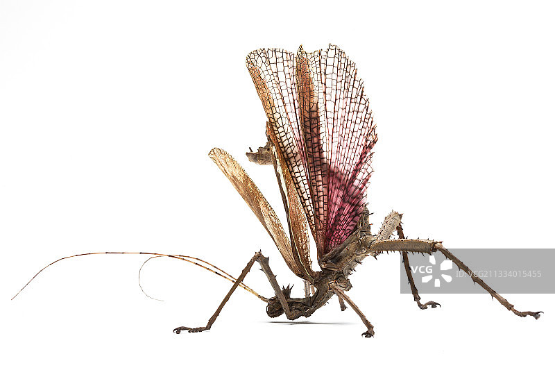 防御姿态的异翅叶䗛图片素材