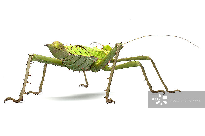 来自马来西亚图片素材