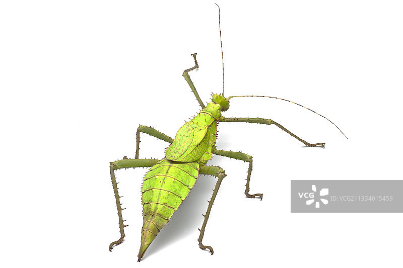 来自马来西亚图片素材