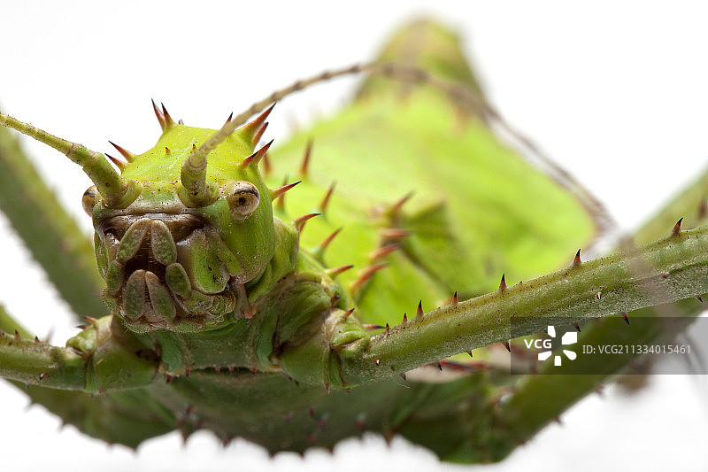 来自马来西亚图片素材