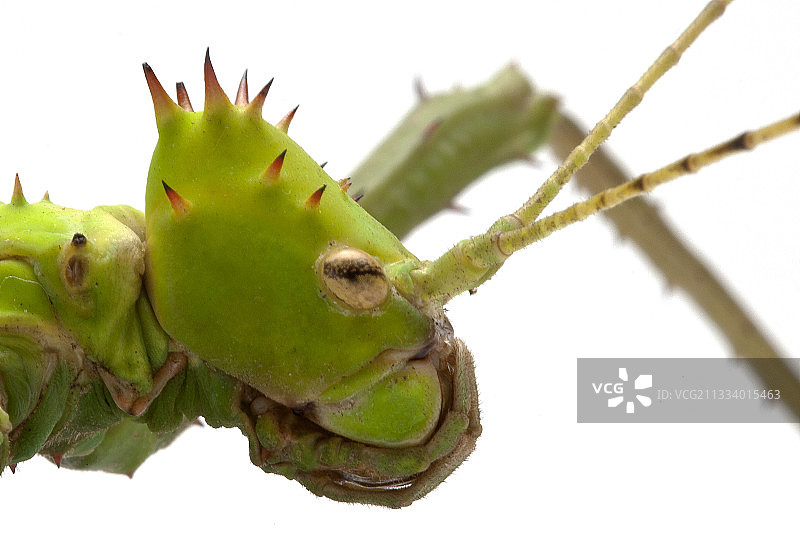 来自马来西亚图片素材