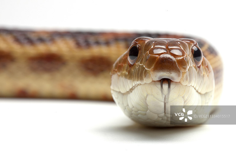 下加利福尼亚州的物种图片素材