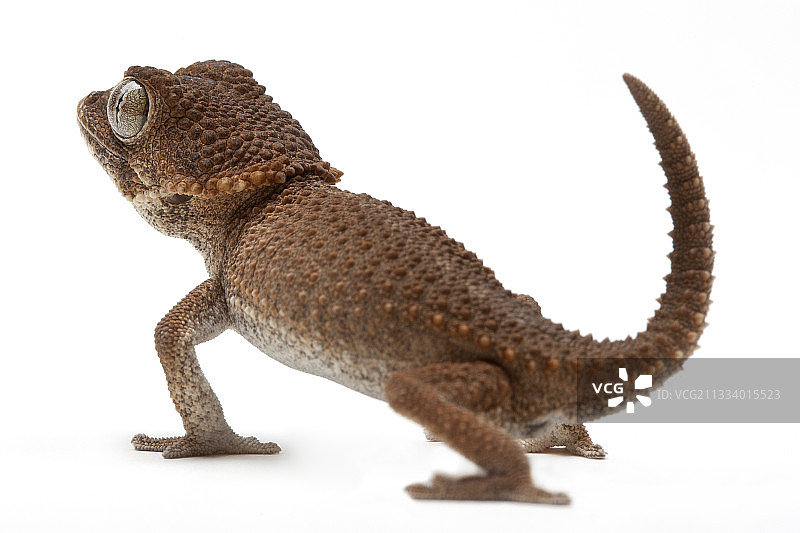 白背景下的头盔壁虎图片素材