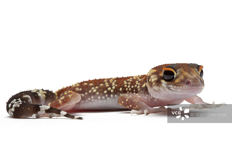 原产于澳大利亚的物种图片素材