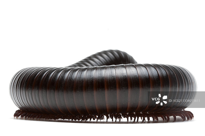 东非和南部本土物种图片素材