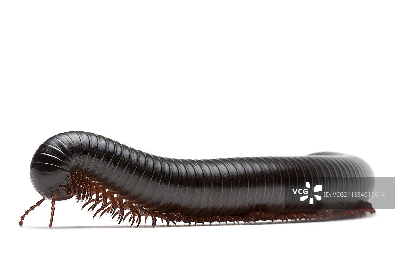 东非和南部本土物种图片素材