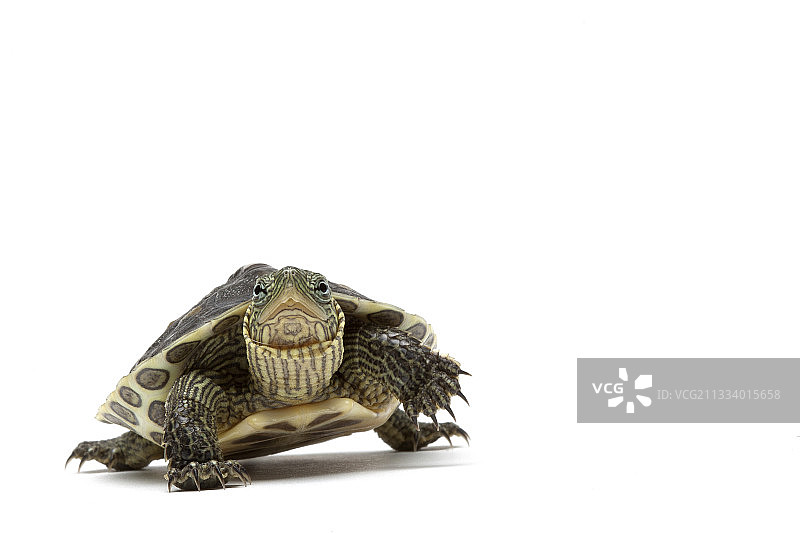 原产地中国图片素材