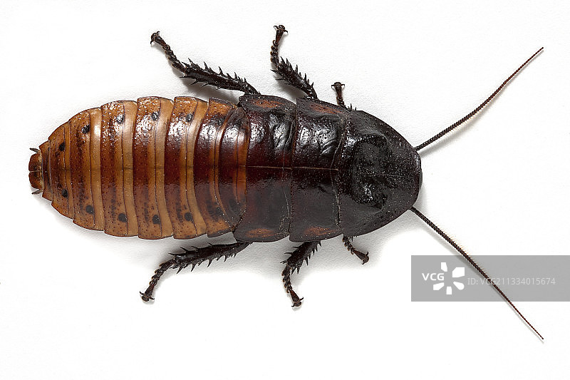 马达加斯加发声蟑螂，白色背景图片素材