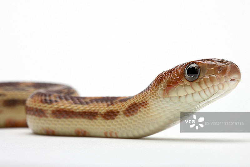 来自墨西哥的物种图片素材