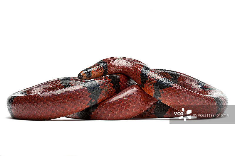 洪都拉斯牛奶蛇“橘子”图片素材